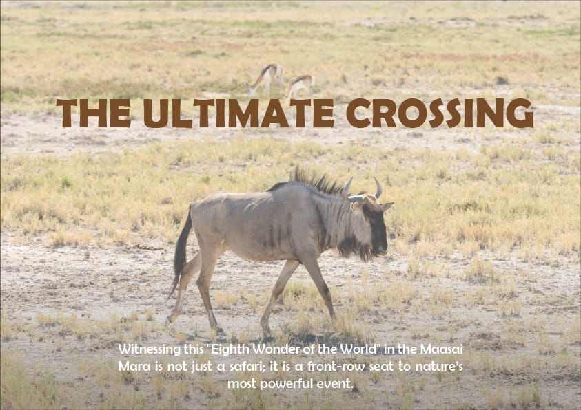 Wildlife Feature Poster